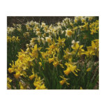 Yellow and White Daffodils Spring Flowers Wood Wall Art