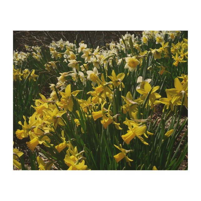 Yellow and White Daffodils Spring Flowers Wood Wall Art (Front)