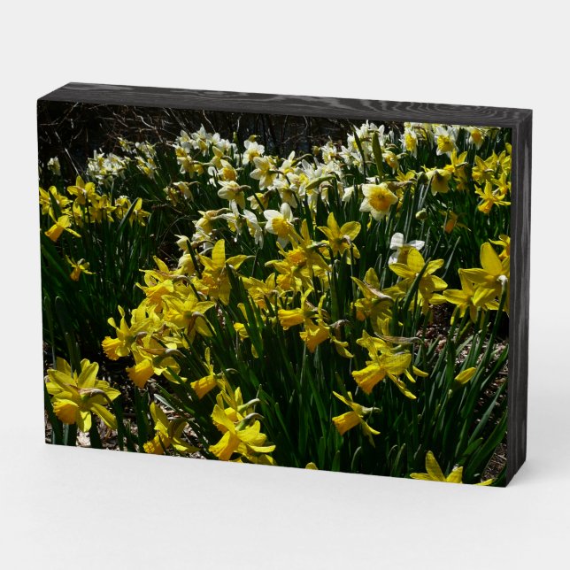 Yellow and White Daffodils Spring Flowers Wooden Box Sign (Angled Horizontal)