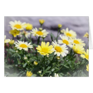 Yellow and White Daisy Flowers Cards