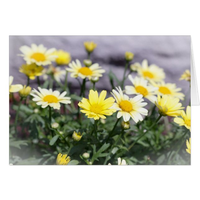 Yellow and White Daisy Flowers Cards (Front Horizontal)