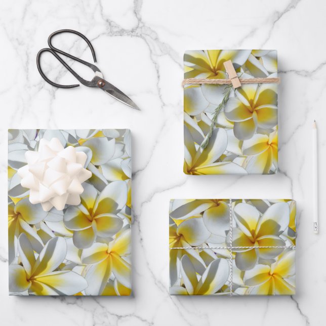 Yellow And White Frangipani Flowers,  Wrapping Paper Sheets (Front)