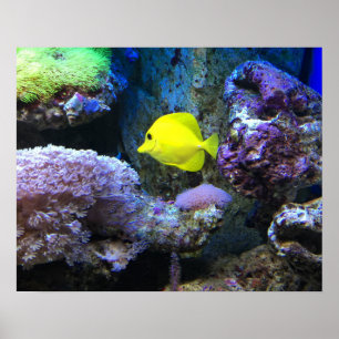 Yellow Angelfish Poster