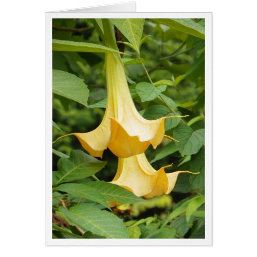 Yellow Angel's Trumpet (Front)