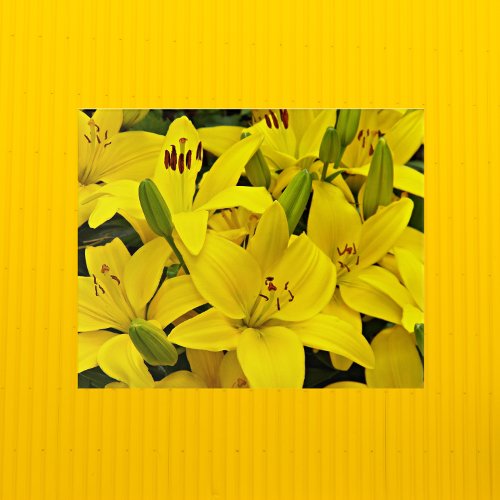 Yellow Asiatic Lilies Floral Acrylic Print