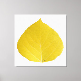 Yellow Aspen Leaf #5 Canvas Print