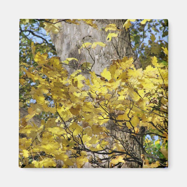 YELLOW AUTUMN LEAVES MAGNET (Front)