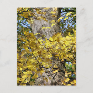 YELLOW AUTUMN LEAVES POSTCARD