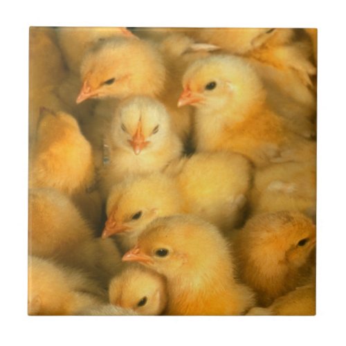 Yellow Baby Chicks Ceramic Tile