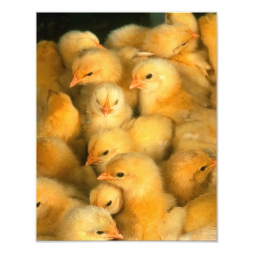Yellow Baby Chicks Photo Print