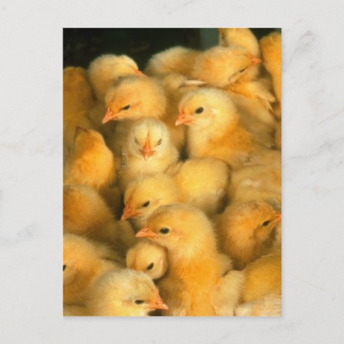 Yellow Baby Chicks Postcard
