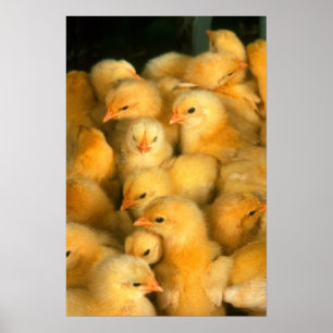 Yellow Baby Chicks Poster