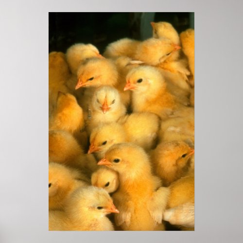 Yellow Baby Chicks Poster