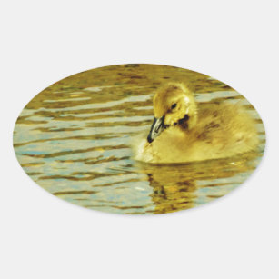 Yellow  baby goose in water oval sticker