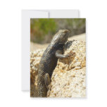 Yellow-Backed Spiny Lizard at Joshua Tree