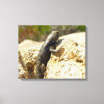 Yellow-Backed Spiny Lizard at Joshua Tree Canvas Print