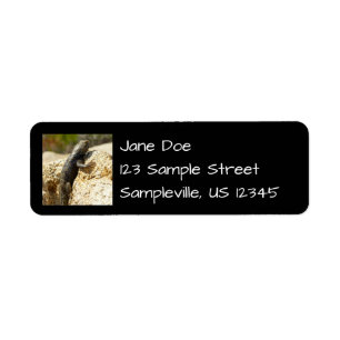 Yellow-Backed Spiny Lizard at Joshua Tree Label