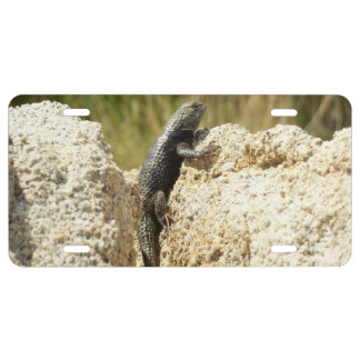 Yellow-Backed Spiny Lizard at Joshua Tree License Plate