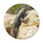 Yellow-Backed Spiny Lizard at Joshua Tree Magnet