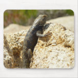 Yellow-Backed Spiny Lizard at Joshua Tree Mouse Pad