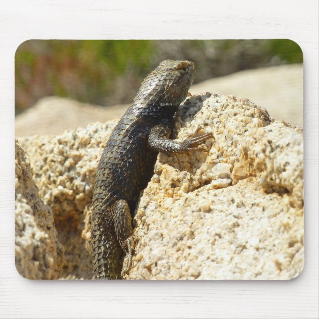 Yellow-Backed Spiny Lizard at Joshua Tree Mouse Pad (Front)