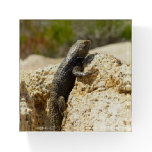 Yellow-Backed Spiny Lizard at Joshua Tree Paperweight