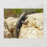 Yellow-Backed Spiny Lizard at Joshua Tree Postcard