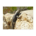 Yellow-Backed Spiny Lizard at Joshua Tree Postcard