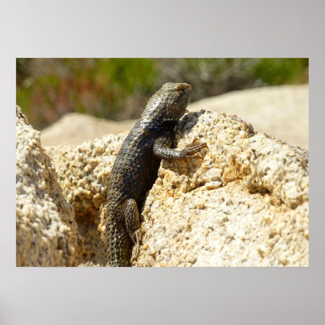 Yellow-Backed Spiny Lizard at Joshua Tree Poster (Front)