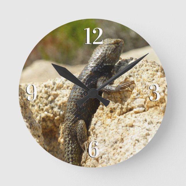 Yellow-Backed Spiny Lizard at Joshua Tree Round Clock (Front)