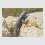 Yellow-Backed Spiny Lizard at Joshua Tree Tissue Paper