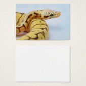 Yellow Ball Python Close Up (Front & Back)