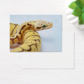 Yellow Ball Python Close Up (Desk)