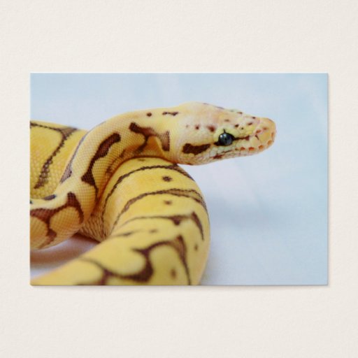 Customizable Yellow Ball Python Close Up Business Card Template