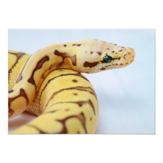 Yellow Ball Python Close Up Card