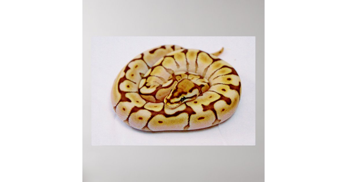 Yellow Ball Python Really Close Up Poster | Zazzle