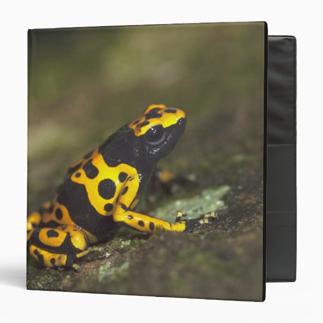 Yellow-banded Poison Dart Frog Dendrobates 3 Ring Binder (Front/Inside)