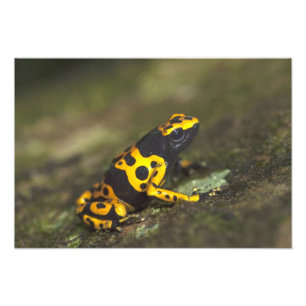 Yellow-banded Poison Dart Frog Dendrobates Photo Print
