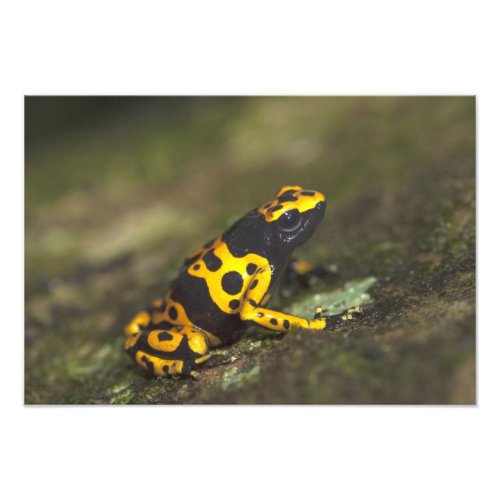 Yellow_banded Poison Dart Frog Dendrobates Photo Print