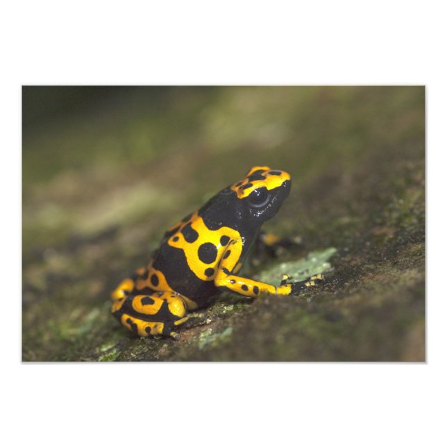 Yellow-banded Poison Dart Frog Dendrobates Photo Print (Front)