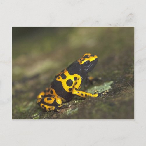 Yellow_banded Poison Dart Frog Dendrobates Postcard