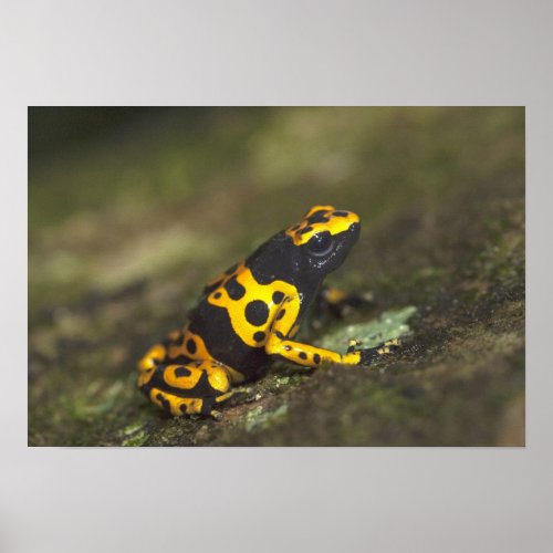 Yellow_banded Poison Dart Frog Dendrobates Poster