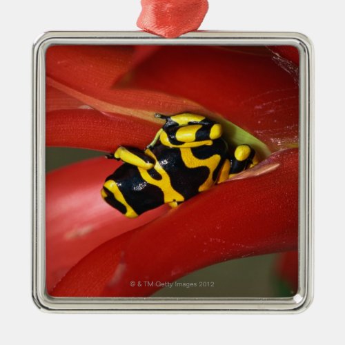 Yellow_banded poison frog metal ornament