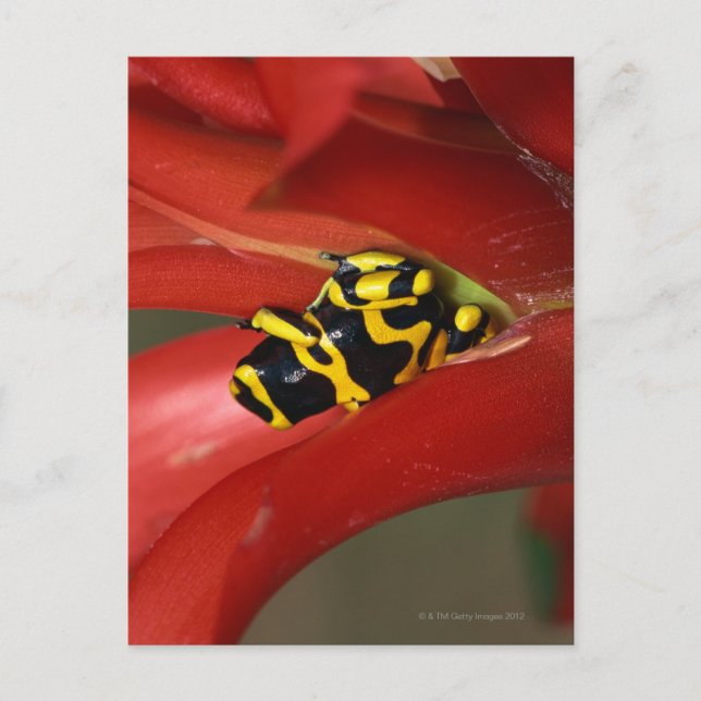 Yellow-banded poison frog postcard (Front)