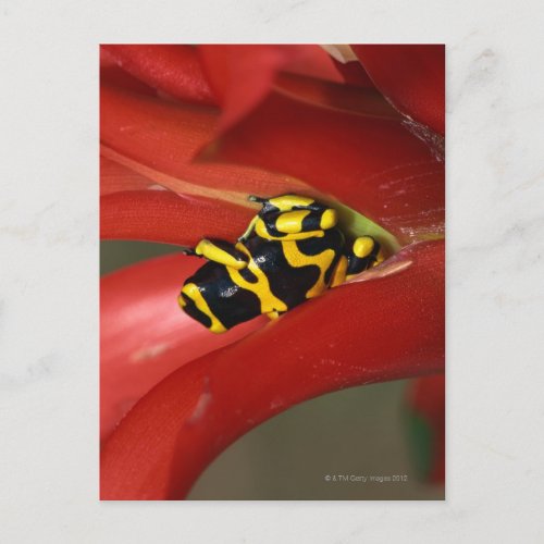Yellow_banded poison frog postcard