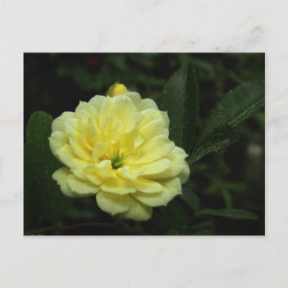 Yellow Banksia Rose Postcard