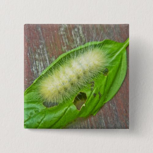 Yellow Bear Caterpillar Virginian Tiger Moth Items Button