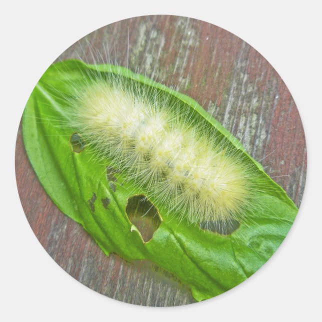 Yellow Bear Caterpillar Virginian Tiger Moth Items Classic Round Sticker (Front)