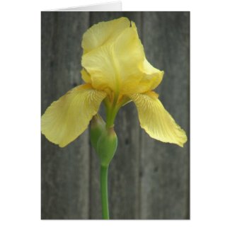 Yellow Bearded Iris at Worn Down Fence card