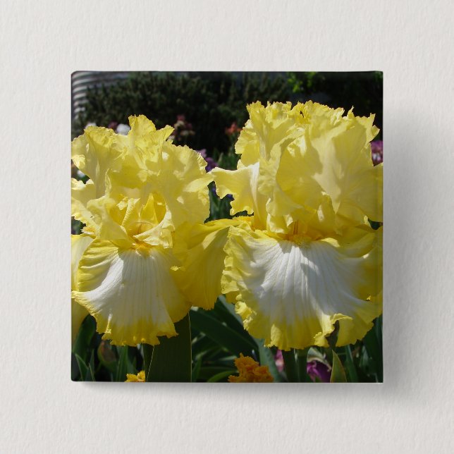 Yellow Bearded Iris Irises Flowers floral Button (Front)